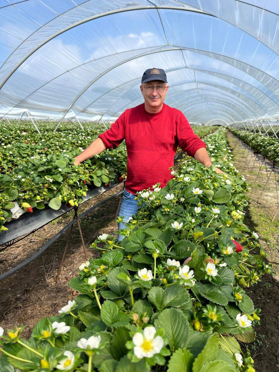 Produtor familiar de morango de Bom Repouso